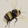 Bufftail Bumblebees Print - A3 - Image 3