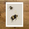 Bufftail Bumblebees Print - A3 - Image 2