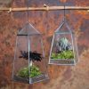 Aculo Hanging Terrarium - Small