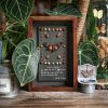 Framed Insect Specimen - Image 2