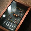 Framed Insect Specimen - Image 4