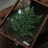 Leafy Plant Specimen