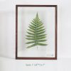 Leafy Plant Specimen - Image 8