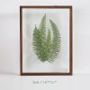 Leafy Plant Specimen - Image 10