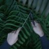 Leafy Plant Specimen - Image 3