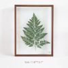 Leafy Plant Specimen - Image 9