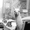 Llama In Times Square Poster - Image 2